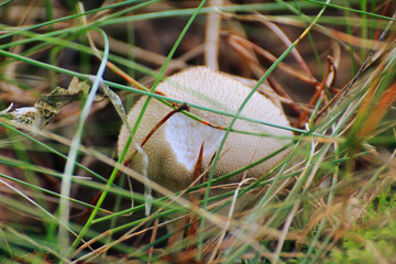 inedible white mushrooms in the forest
