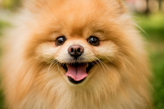 Portrait of cute pomeranian dog at the park.