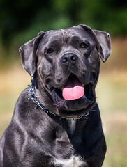 large dog breed cane corso on the grass