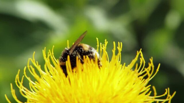 bumble bee Covered with pollen on a yellow dandelion flower