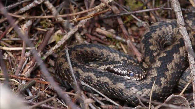 Common European adder, Vipera berus moving in the middle of springtime dry shrubs and twigs in Estonia. 