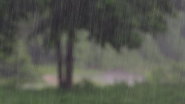 Rain comes in the jungle anytime and one must enjoy the most out of it; here is a footage of the rain falling at Huai Kha Khaeng Wildlife Sanctuary with a tree blurred at the background.