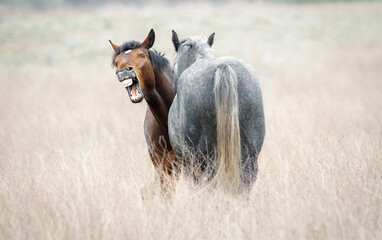 Funny horse neighing closeup. Two wild horses in dry steppe.