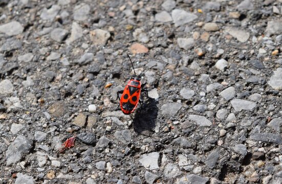 Ein Feuerk&auml;fer auf dem Weg