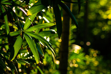 Green tree leaf background with morning light