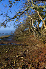 tree at the river bank