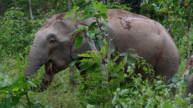 The Asiatic Elephants are endangered species and they are also residents of Thailand; at the national parks they are well protected and that can be seen at the right timing during the day and season.