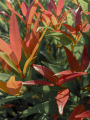 Photinia glabra plant at the park background