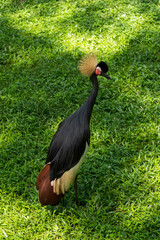 Grey Crowned Crane with green background.