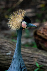 Grey Crowned Crane with green background.