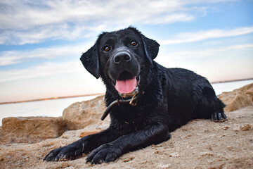 dog on the beach