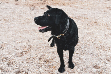 black labrador retriever on beach