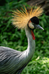 Grey Crowned Crane with green background.