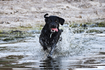 black dog running in water