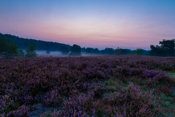 Sunrise at the National park Brunssumerheide in the Netherlands, which is in a warm purple bloom during the month of September with early morning fog on the ground.