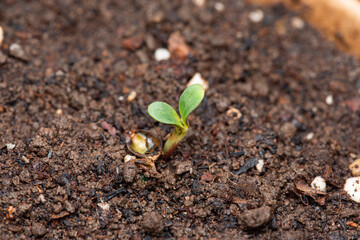 Seed To Strain Cannabis Granddaddy Purple (aka Grand Daddy Purps) Seedlings 9 Days of vegetation planted in the ground, cultivation in an indoor marijuana for medical purposes