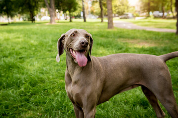 Portrait of cute weimaraner dog breed at the park.