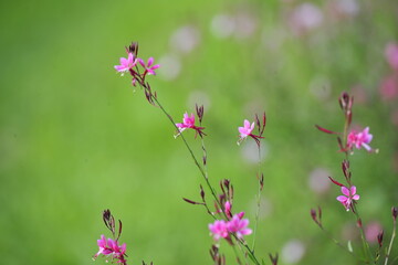 flowers in the garden