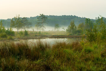 Fototapeta na wymiar Sunrise at the National park Brunssumerheide (english Brunssumer heather) in het Netherlands, with a view on the swamp with early morning fog on the ground.