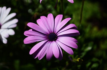 Obraz premium Purple and pink daisy flower in fool bloom