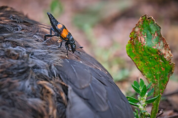 Ein Totengräber ( Nicrophorus ) auf einer verendeten Amsel ( Turdus merula ) oder Schwarzdrossel.