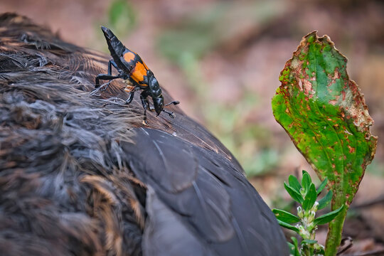 Ein Totengr&auml;ber ( Nicrophorus ) auf einer verendeten Amsel ( Turdus merula ) oder Schwarzdrossel.