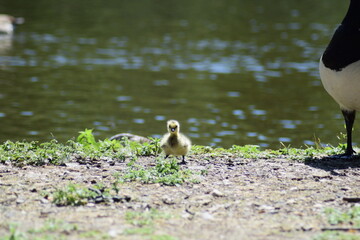 kleines Küken läuft neugierig am Ufer entlang