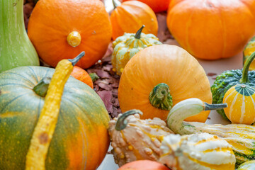 Autumn pumpkin as a symbol of Halloween in the backyard of the farm