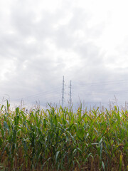 Fototapeta premium An agricultural field in the Oude Ijsselstreek, The Netherlands