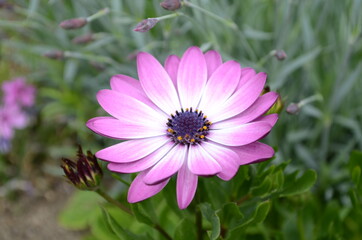 Obraz premium Purple and pink daisy flower in fool bloom