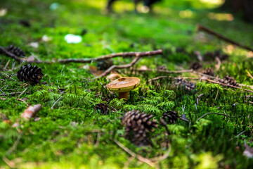 Obraz premium Bolete mushroom in the autumnal moss forest ground
