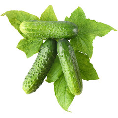 Fresh heap cut cucumber isolated