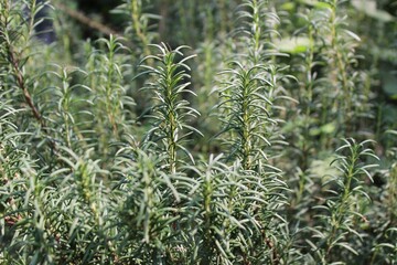 로즈마리 (rosemary herb)