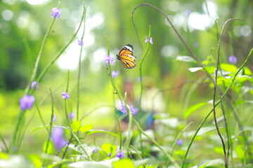 A Beautiful Butterfly in a garden of purple flowers in a selective focus and blur background stock photo 