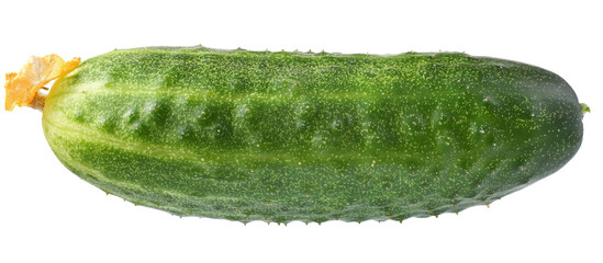 Fresh cucumber isolated
