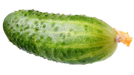 Fresh cucumber isolated