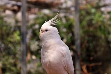 close up of a white parrot