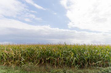 An agricultural field in the Oude Ijsselstreek, The Netherlands