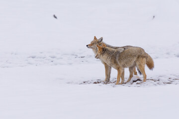 Two Coyotes (Canis latrans) traveling through a snowy landscape in Yellowstone National Park. 