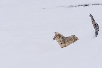 Coyote (Canis latrans) traveling through a snowy landscape in Yellowstone National Park. 