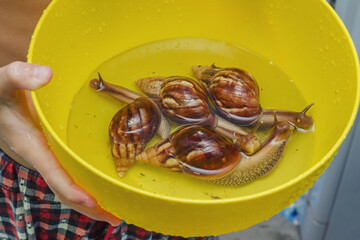 four Achatina snails in a bowl