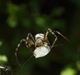 Striped wasp spider eating prey caught in its spider web