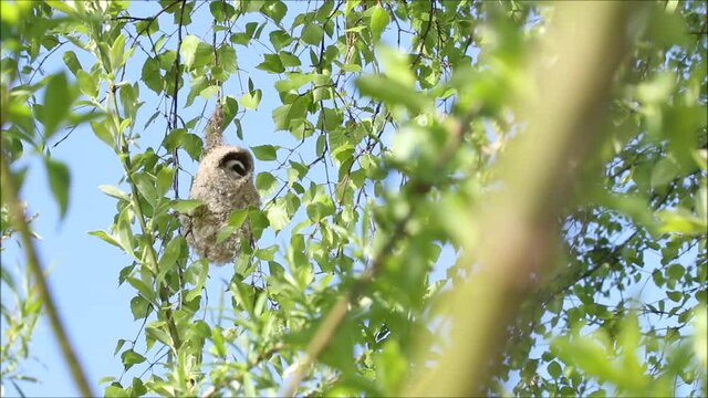 European songbird Eurasian Penduline Tit, Remiz pendulinus building a nest out of plant parts during spring breeding season in Estonia. 