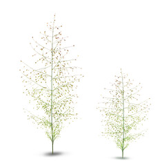 Fototapeta premium Trees isolated on white background, tropical trees isolated