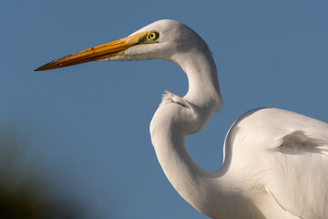 Great Egret close up portrait on the Florida Gulf Coast.