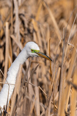 Portrait of a Great egret (Ardea alba) standing  in brown cattails.
