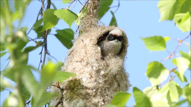 Two Eurasian Penduline Tits, Remiz pendulinus working on a nest during spring breeding season in Estonia. 