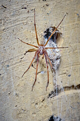 Große Winkelspinne ( Eratigena atrica ).