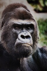 Obraz premium portrait of a gorilla