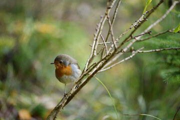 Fototapeta premium puffed robin on a branch